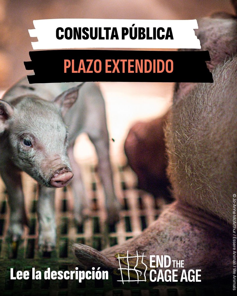CIWF_ES's tweet photo. ‼️¡ATENCIÓN! El plazo para participar de la consulta pública de la UE sobre #BienestarAnimal se ha extendido hasta el lunes 15/12 a la media noche.

Es muy importante que participes, ellos te lo agradecerán 🐔🐇🐮🐖

📲 Enlace en la bio https://t.co/jYIyFHKI1F