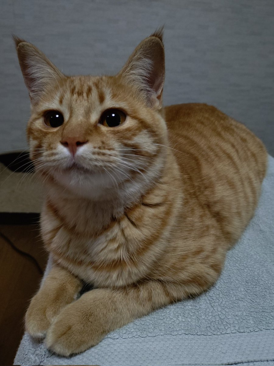 三連みかんにゃん🍊🍊🍊 #猫 #ネコ #ねこ #茶トラ #まるどら #猫のいる