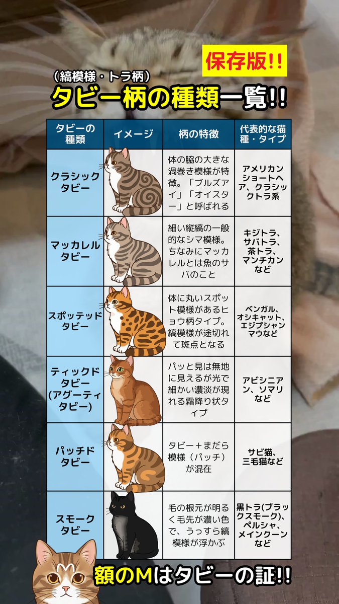 キジトラ猫α (@j6i3x4) / Posts / X