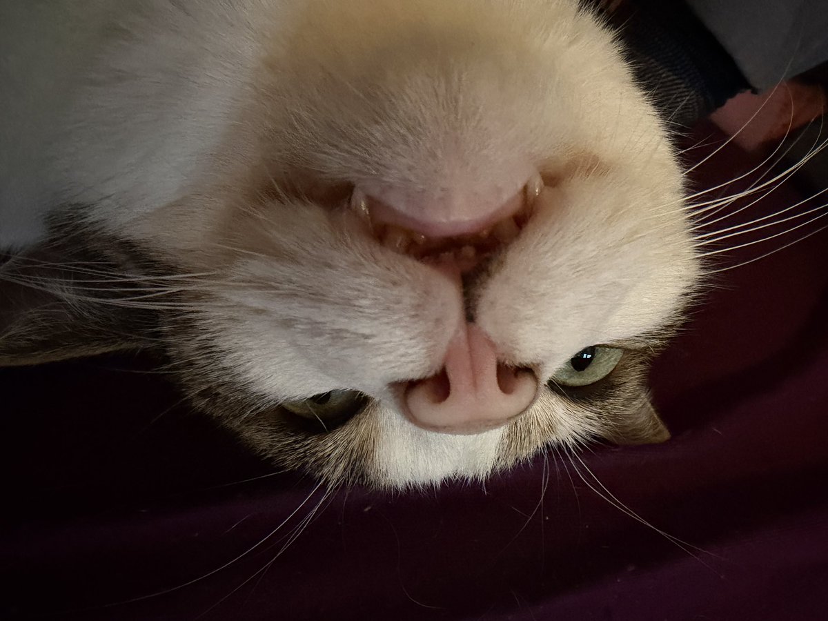 Gnihihihi

Fritte von den #nordstadtkatzen 

#Caturday