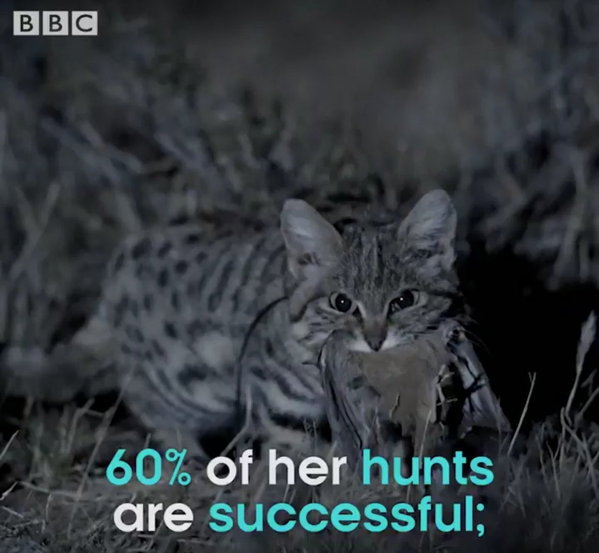 I think Doom would learn about this cat and immediately post Gunther propaganda about him actually being the REAL deadliest cat because he loves his boy