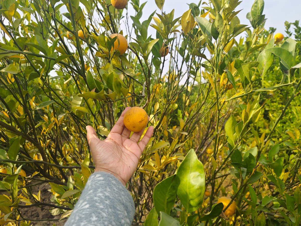 Reporter's Diary!

#Hanumangarh #Sriganganagar