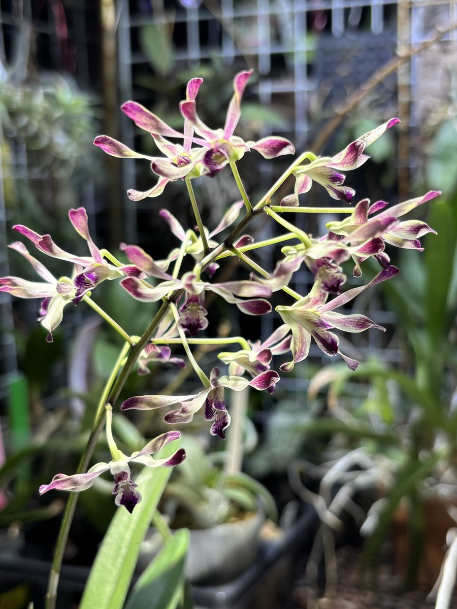 ゆう様ご検討用　 バードトイ✼144 ✼145 ✼146 hakuto14 (@hakuto142) / Posts / X