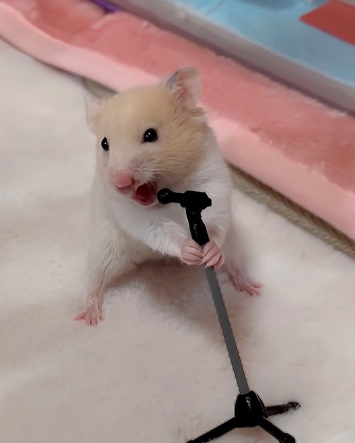 Tweets Of Hamster (@tweetsofhamster) on Twitter photo 