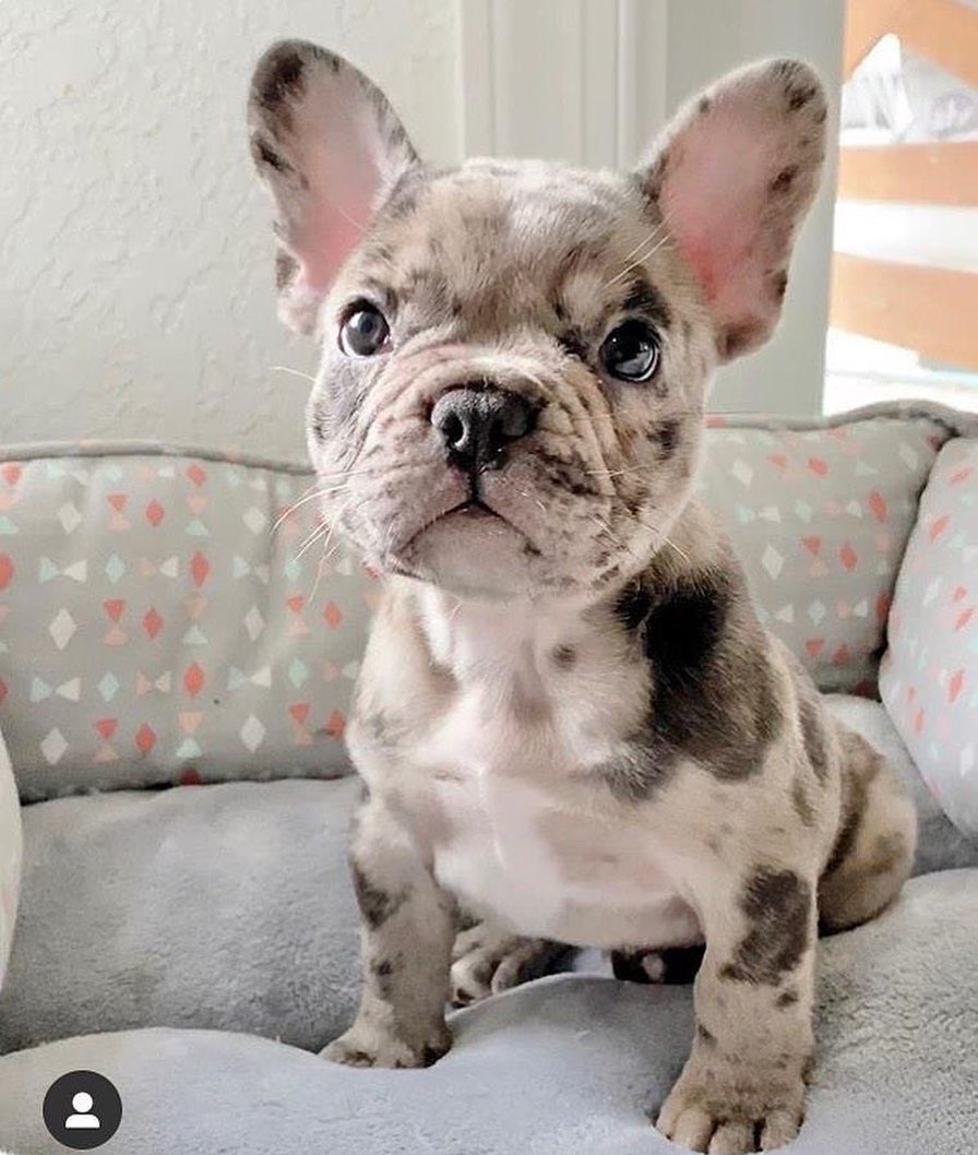 PawfectFrenche's tweet photo. #FRENCHIE #dogday #Halloween2025 https://t.co/bSifBA0kN6