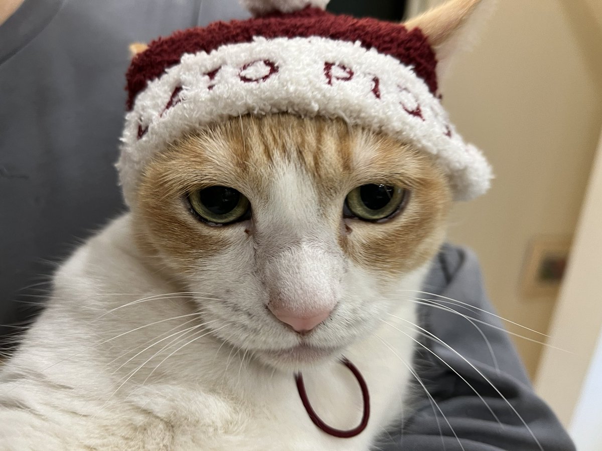 ♡あいにゃん♡様 Post by 202号室ぃོずにゃん3/4♈🐝🌹·͜·@DG4 on X: かあいすぎるww