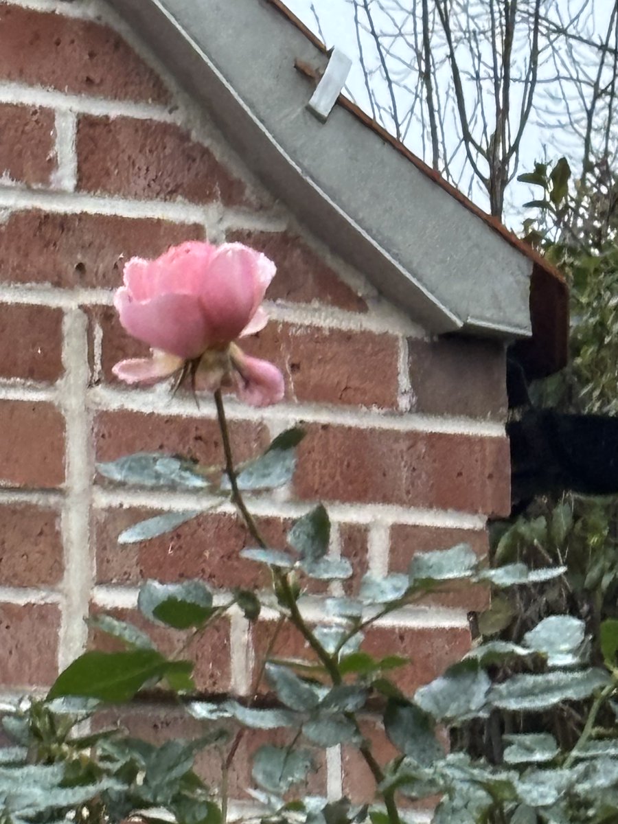 Isobel Maddison tweet media