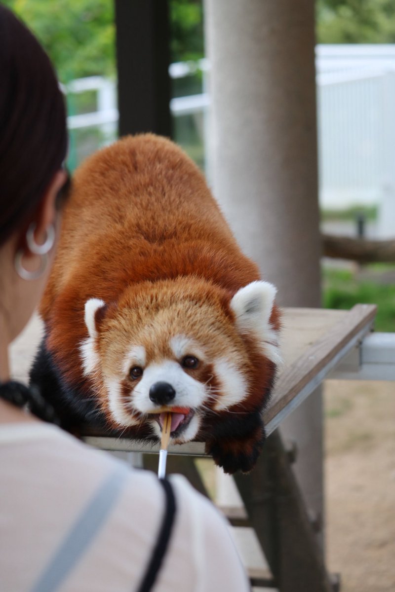 _takeman's tweet image. 250824 秋吉台サファリランド　優香
「り　ん　ご🍎　おいし〜い😋」
#秋吉台サファリランド #レッサーパンダ #永遠のアイドルユウカ