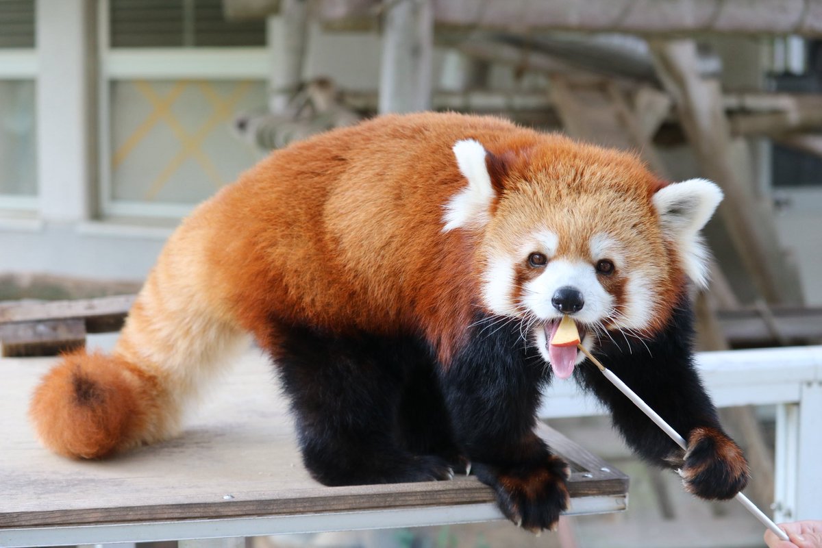 _takeman's tweet image. 250824 秋吉台サファリランド　優香
「り　ん　ご🍎　おいし〜い😋」
#秋吉台サファリランド #レッサーパンダ #永遠のアイドルユウカ