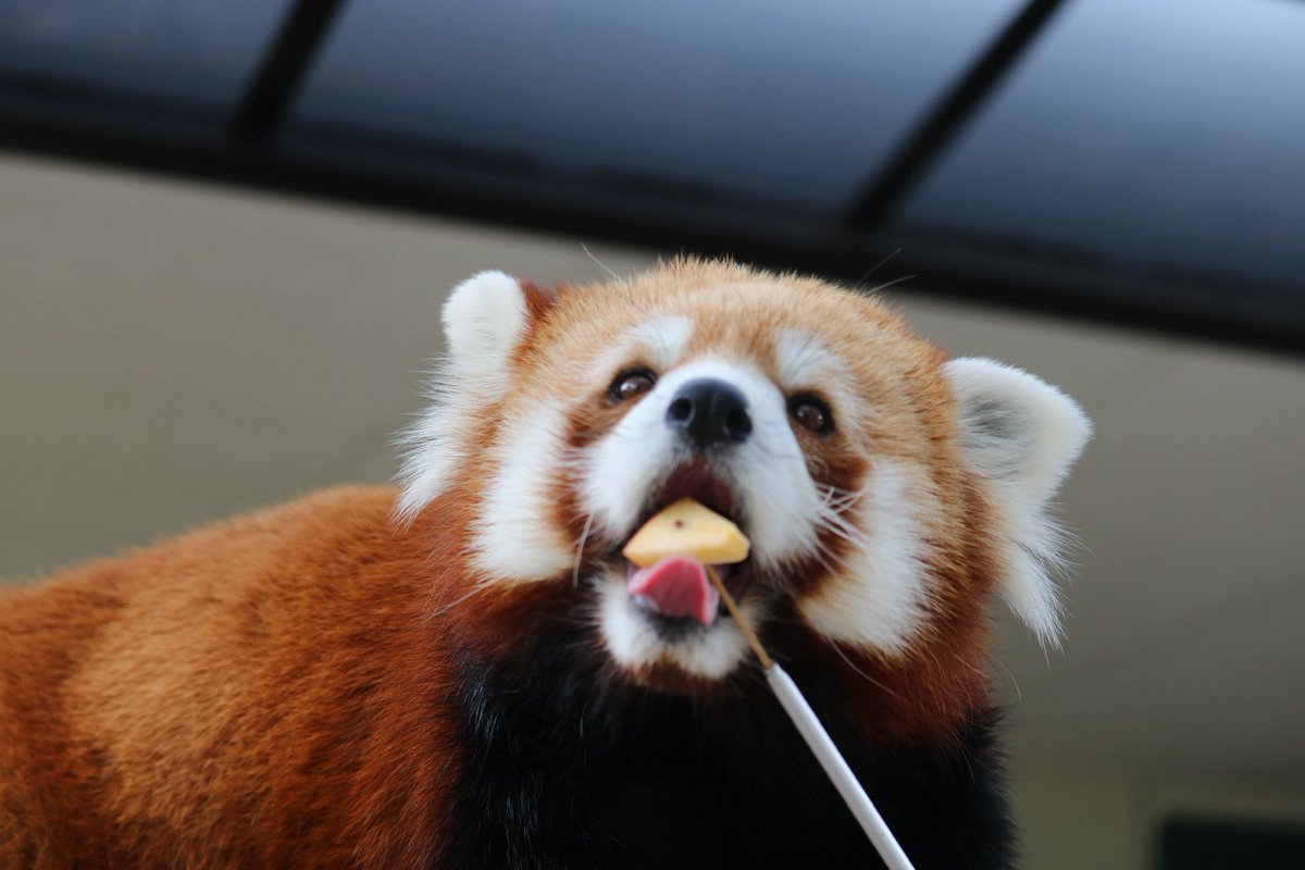 _takeman's tweet image. 250824 秋吉台サファリランド　優香
「り　ん　ご🍎　おいし〜い😋」
#秋吉台サファリランド #レッサーパンダ #永遠のアイドルユウカ