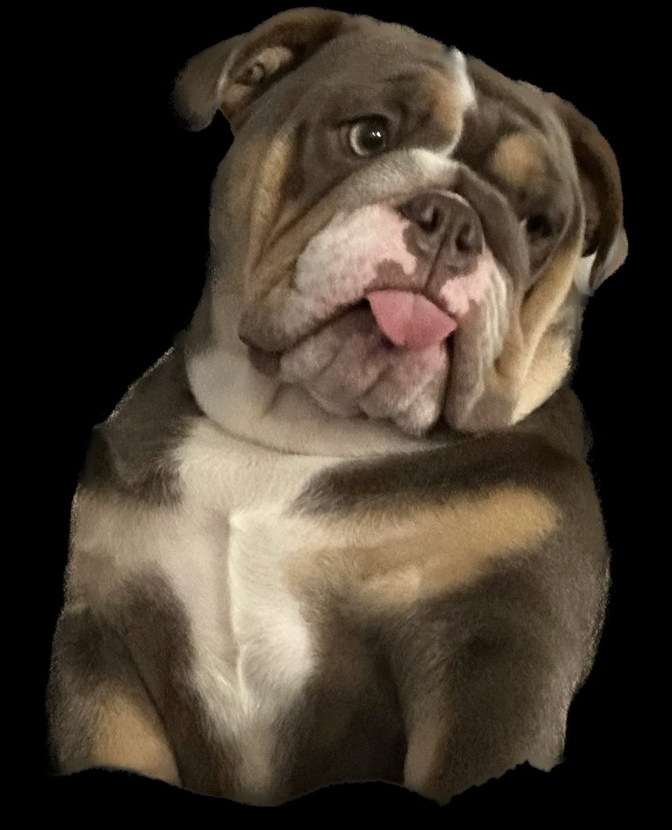 T_Tate3's tweet photo. @lady_valor_07 English Bulldogs https://t.co/SZWFzyYYoU
