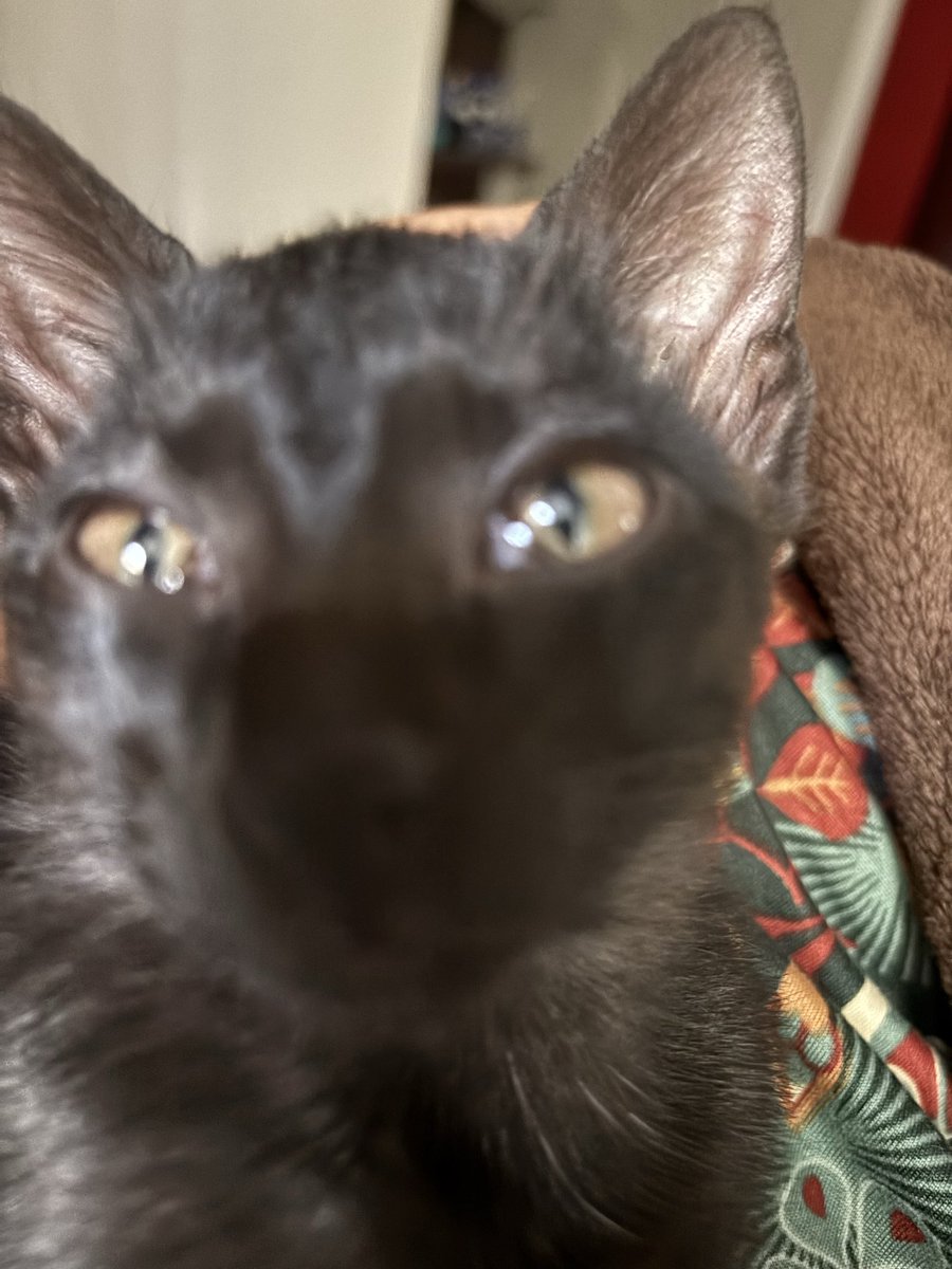 Does everyone who have cats have a princess cat and an idiot cat?