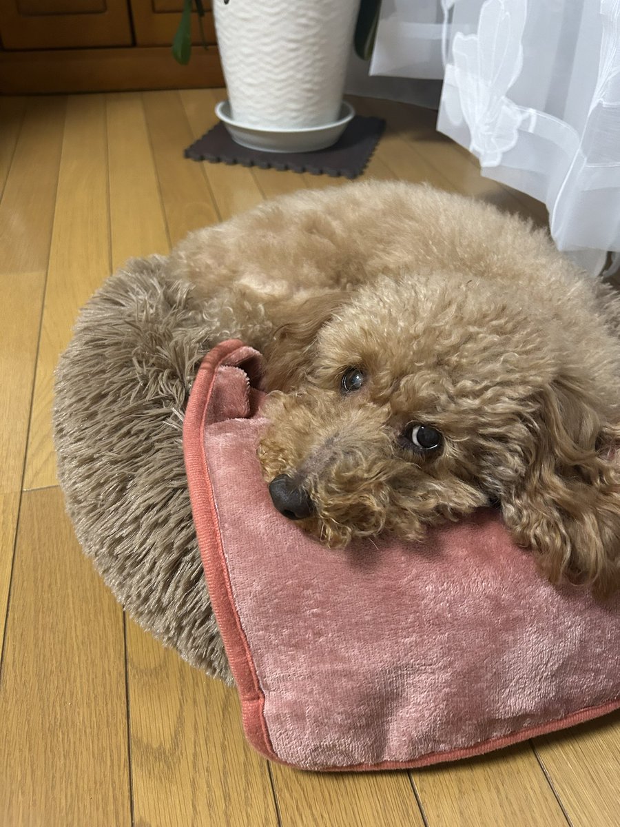 youtang's tweet photo. ペット用ベッドと同化する我が愛犬 https://t.co/LNhv6XGPD5