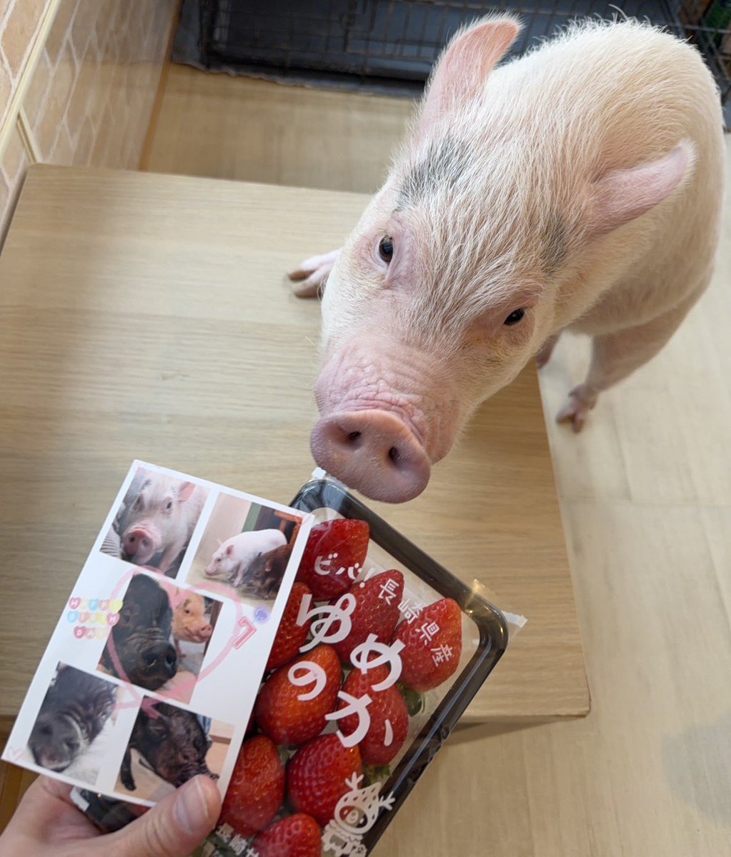 目黒店】 お客様より、 テンちゃんへのバースデープレゼント🎁 嬉しい