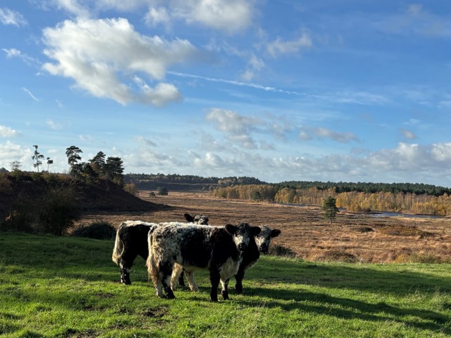 Natural England Norfolk and Suffolk tweet media