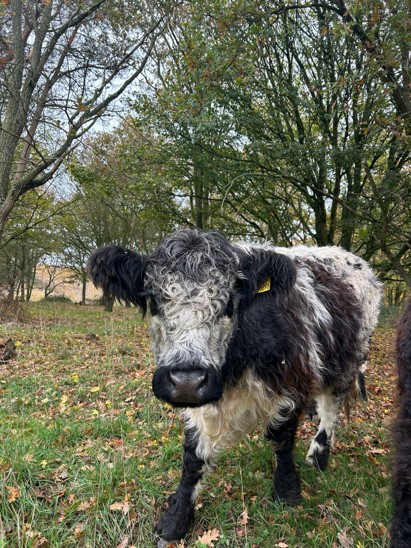 Natural England Norfolk and Suffolk tweet media
