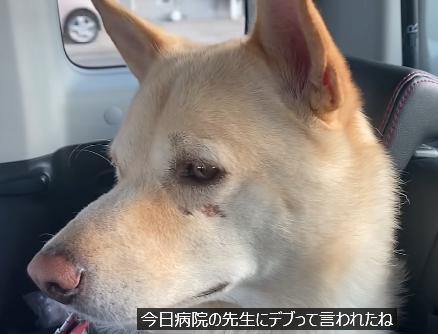 お医者さん行ったら画像になってしまい悲しんでいる