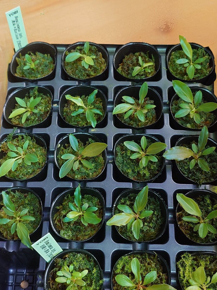 ホマロメナ激レア2種今日の20時まで！ ホマロメナ激レア2種明後日まで！