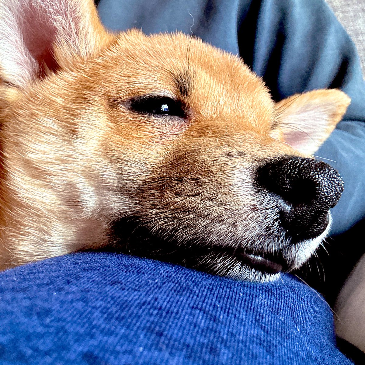 ashuttm's tweet photo. 最近のわんこ達🐕‍🦺🐕
日に日に慣れてくれて飼い主は嬉しいのだ😌 https://t.co/xoywW7uuZ5