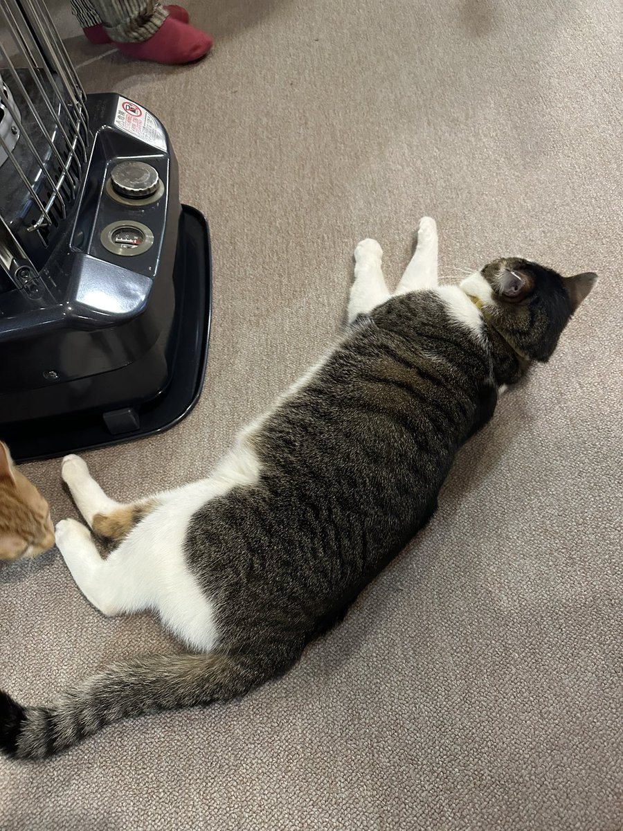 🍀これは楽しみだ🐱ﾆｬ！