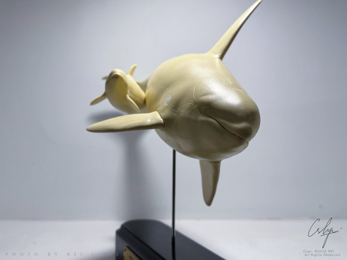 SkilletRei's tweet photo. 海洋堂 松村忍（Kaiyodo 松村しのぶ）的虎鲸母子作品，发售日期在1989年，略早于Aqualand系列，体积略大于Aqualand AQL-048W 虎鲸海狮作品，比例标明的是1/12，应该是体型较小的雌性虎鲸。以白模形式发售，非常的稀有，尤其是其中的虎鲸幼崽，在海洋堂博物馆似乎都没有见到过（确信？）。 https://t.co/jwZVIEa9wA