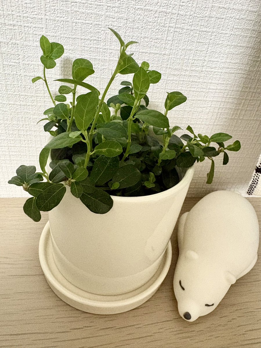 kenpi_10's tweet photo. お家に初めて観葉植物お迎えした🪴
(フィカスシャングリラ/つる性ガジュマル)

もっと色々増やしていきたいな～🌱

他にも大きめのパキラとかガジュマル、多肉植物も欲しい…お花屋さんで見るの楽しかった👀✨ https://t.co/BsksFjKO70