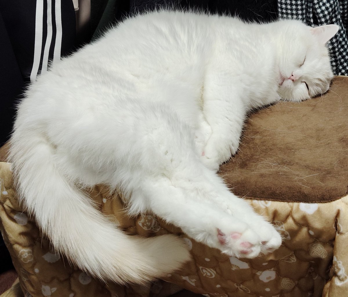 福ちゃん (@fukuchanwhite) / Posts / X