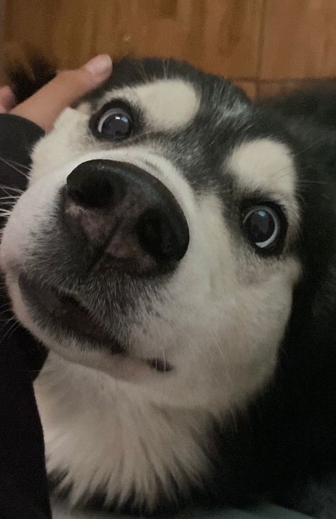 우리 허스키가 왜이렇게 미남이야..🥹💕