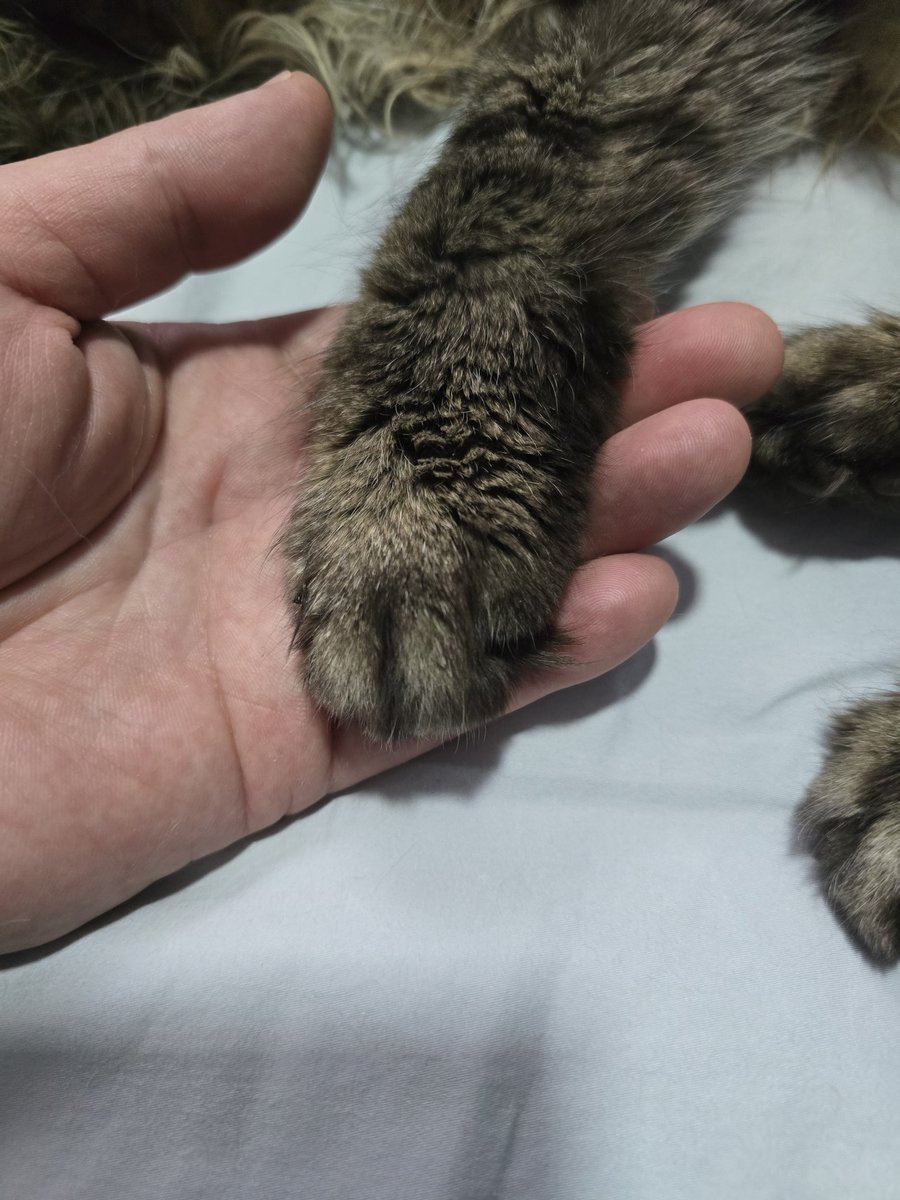 Felix, viniste a mi vida en 2014 y hoy me dejas despues de haberme dado miles de alegrías.
Haré el duelo y prepararé para tu próximo relevo que me siga arruinando los muebles y llenándome de pelos mi ropa.
Avisales a Pancho y a panchita que también los extraño también.