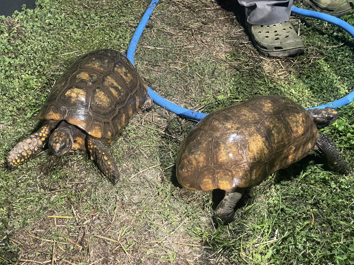 sainokuni4649's tweet photo. アカアシガメ同好会マニア宅訪問シリーズ
爬虫類ケージさようなら編

今回はアカアシガメ同好会メンバー宅へ訪問して市販の爬虫類ケージじゃ飼えないサイズになったアダルトサイズのリクガメはどうするの？に答えたい(^^)

紹介するのは屋外ビニールハウスでの平飼い飼育で冬場の暖はハウス用暖房機と局所的にコルツヒーターが使われているお宅だ。気になる温度設定は夜間１５度、日中は３０度ぐらい。ビニールはイチゴ農家のように二重張りになっている。　

飼い込んだ成体は常に一定の高い温度をキープする必要ないのだ。私の所も真冬の朝方は外気温プラス１０度前後、但し日中は日差しを上手く取り込んで気温上昇するのが飼育のポイントになる。このお宅はビニールハウスの特性を利用して上手く飼育している。リクガメ飼育を始めてわずか数年💦熱量に驚かされる青年だ。

お金をかければ、かけた分だけ最新の飼育器具は手に入る。ただ大型のリクガメとなると大半は自作しないと使い勝手の良い物はない。使い勝手が良くないと多頭飼育など出来ないと言った具合になってしまう。

画像４枚目のアルダブラゾウガメの水飲みを見てみよう。大きな水入れを用意して中に寿司桶をひっくり返していれてある。頭だけが入れられる水飲みなのでリクガメが乗っかっても水が長持ちするのだ。
細かい話になってしまったけど一言でまとめると筋がいい。

飼育種は
アカアシガメ
キアシガメ
アルダブラゾウガメ
マルギナータリクガメ
ロシアリクガメ
ヒガシヘルマンリクガメ　など

室内の温室と違ってハウスは日照が使える。
大掛かりな設備、燃料タンクを備えたハウス用暖房機が稼働するのは主に夜間から朝方、又は曇天の日になるだろう。コルツヒーターはサーモで管理されている。爬虫類ケージを何台も個別に温度管理するよりも土地さえあればこの方が省エネで初期費用こそかかるが、その後の維持費用は安くなるもんだ。

続く→