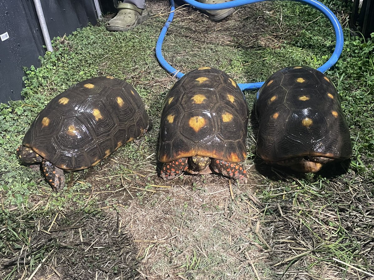sainokuni4649's tweet photo. アカアシガメ同好会マニア宅訪問シリーズ
爬虫類ケージさようなら編

今回はアカアシガメ同好会メンバー宅へ訪問して市販の爬虫類ケージじゃ飼えないサイズになったアダルトサイズのリクガメはどうするの？に答えたい(^^)

紹介するのは屋外ビニールハウスでの平飼い飼育で冬場の暖はハウス用暖房機と局所的にコルツヒーターが使われているお宅だ。気になる温度設定は夜間１５度、日中は３０度ぐらい。ビニールはイチゴ農家のように二重張りになっている。　

飼い込んだ成体は常に一定の高い温度をキープする必要ないのだ。私の所も真冬の朝方は外気温プラス１０度前後、但し日中は日差しを上手く取り込んで気温上昇するのが飼育のポイントになる。このお宅はビニールハウスの特性を利用して上手く飼育している。リクガメ飼育を始めてわずか数年💦熱量に驚かされる青年だ。

お金をかければ、かけた分だけ最新の飼育器具は手に入る。ただ大型のリクガメとなると大半は自作しないと使い勝手の良い物はない。使い勝手が良くないと多頭飼育など出来ないと言った具合になってしまう。

画像４枚目のアルダブラゾウガメの水飲みを見てみよう。大きな水入れを用意して中に寿司桶をひっくり返していれてある。頭だけが入れられる水飲みなのでリクガメが乗っかっても水が長持ちするのだ。
細かい話になってしまったけど一言でまとめると筋がいい。

飼育種は
アカアシガメ
キアシガメ
アルダブラゾウガメ
マルギナータリクガメ
ロシアリクガメ
ヒガシヘルマンリクガメ　など

室内の温室と違ってハウスは日照が使える。
大掛かりな設備、燃料タンクを備えたハウス用暖房機が稼働するのは主に夜間から朝方、又は曇天の日になるだろう。コルツヒーターはサーモで管理されている。爬虫類ケージを何台も個別に温度管理するよりも土地さえあればこの方が省エネで初期費用こそかかるが、その後の維持費用は安くなるもんだ。

続く→