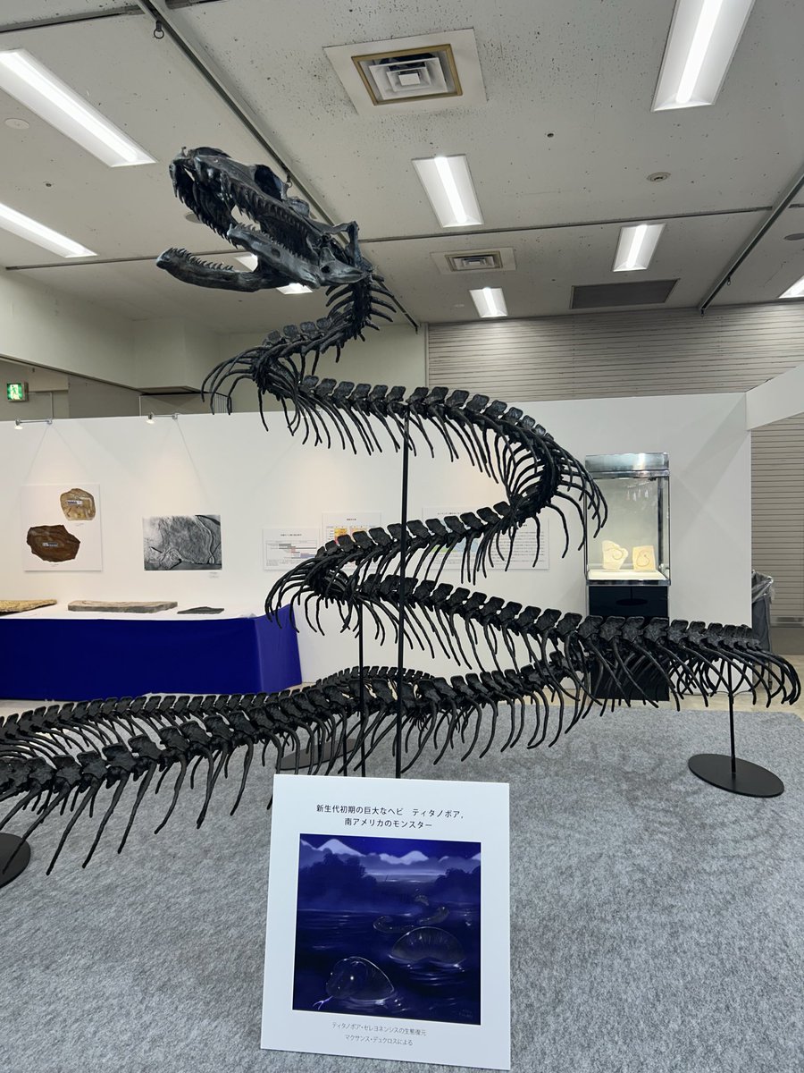 池袋の東京ミネラルショーでヘビの進化特集 圧巻のティタノボアに加え