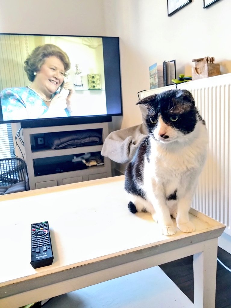 TheMarcelWave's tweet photo. Premium cat-sitting experience https://t.co/vTc1aak0tW