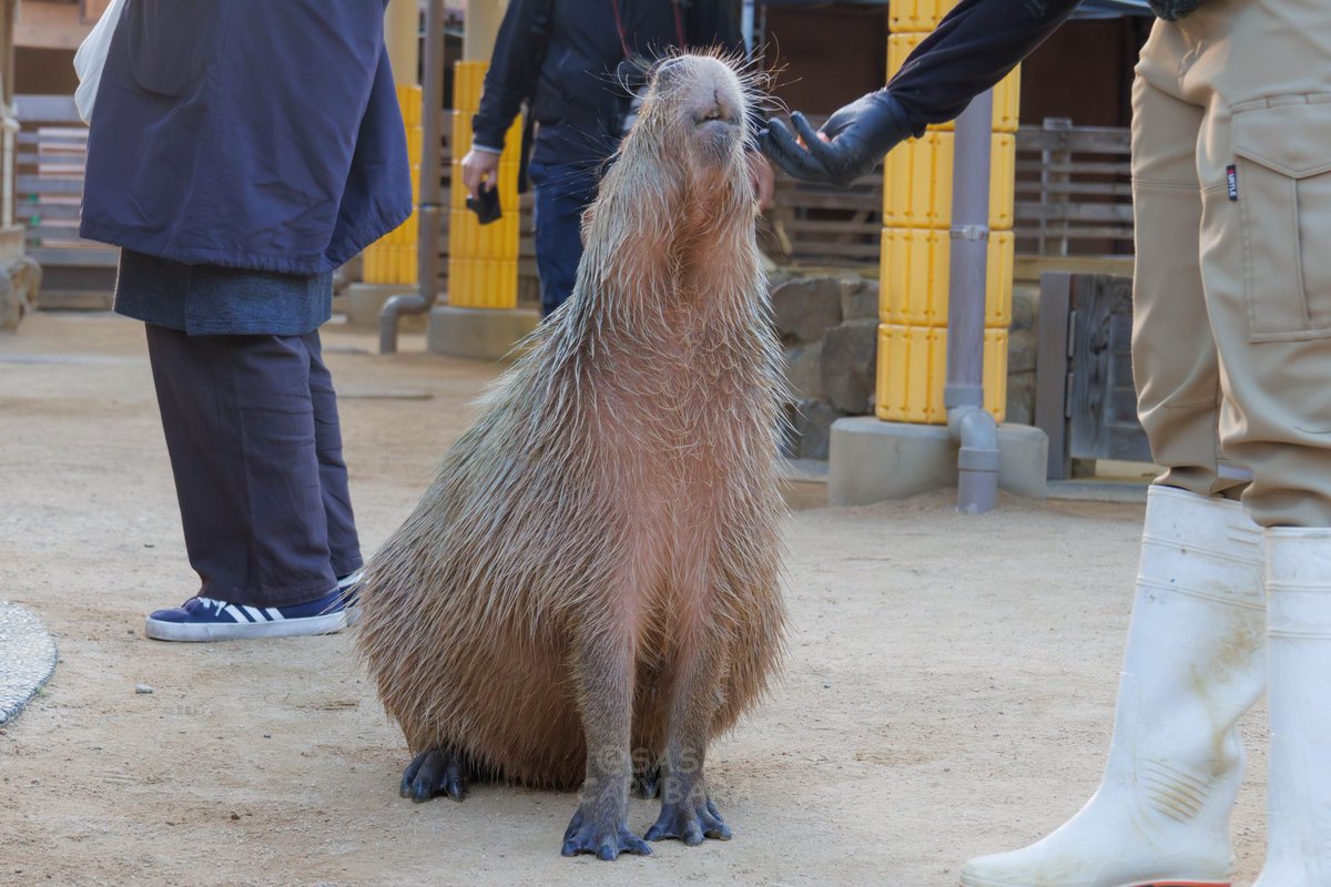 ウマーーー！！ #カピバラ #王子動物園