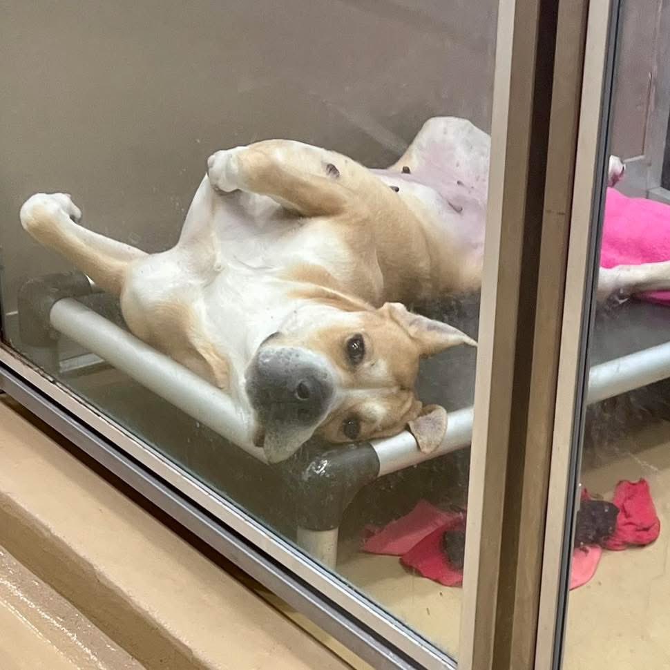 🚨 URGENT

I walked into the shelter today to pick up a foster, and out of the corner of my eye I saw her. A big beautiful girl lying upside down on her bed, hardly fitting, completely still and silent… trying her best to look relaxed in a place where no dog truly can.

This is