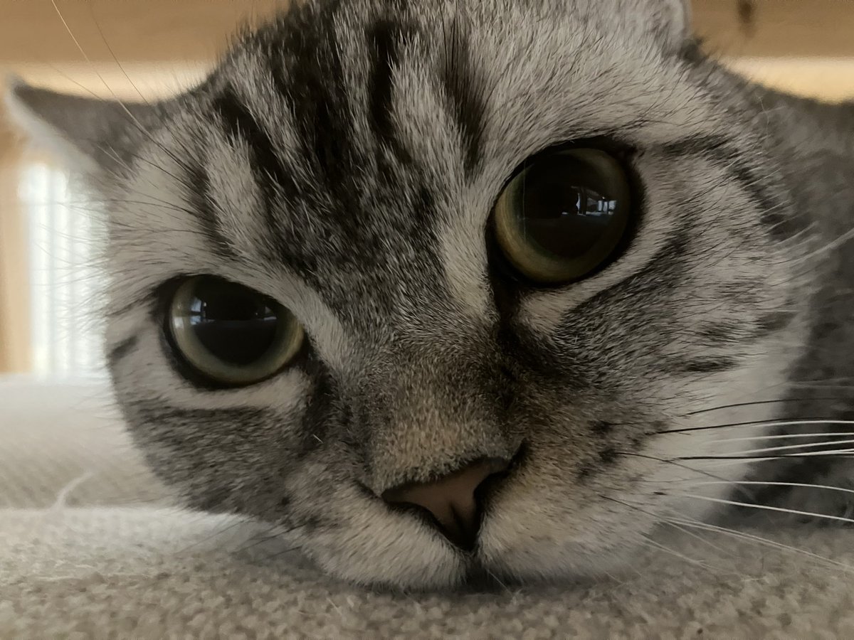 MarutoMoru102's tweet photo. なに⁉️
#猫のいる生活 https://t.co/cax8dn5QsC