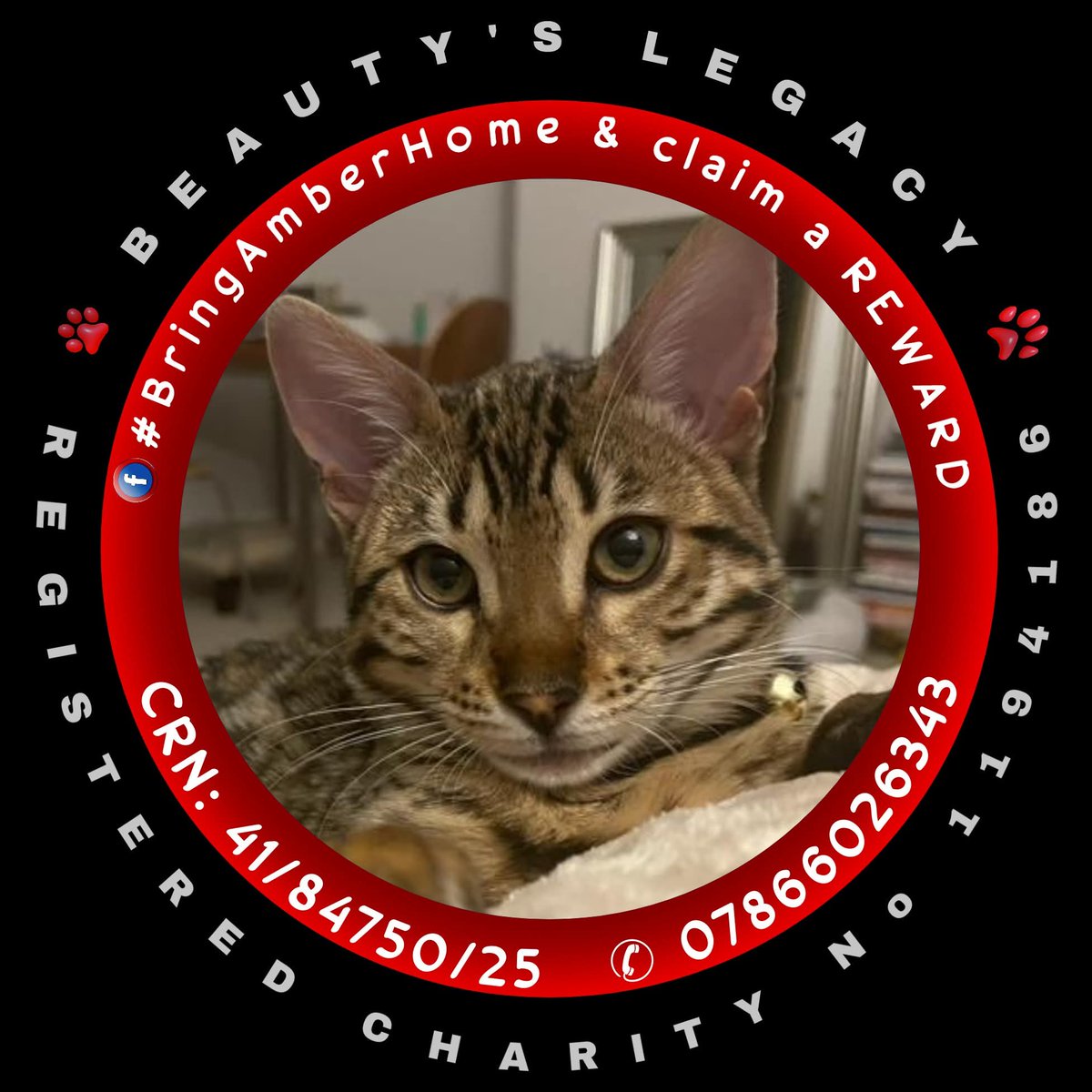 #Caturday 

STOLEN AMBER MUST BE #TOOHOTTOHANDLE

PLEASE SHARE SHARE SHARE

Amber has a CRN and CHIPPED marked #stolen
Stolen from St Albans area 26 August 2025

Beautiful bengal cat, chipped, much loved! Have you bought Amber ? Seen a cat like her for sale? #bringAmberhome