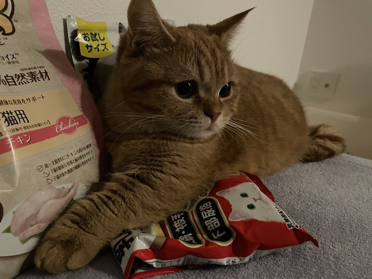 mana_955's tweet photo. えさひとりじめねこ https://t.co/3SkPvrzWZk