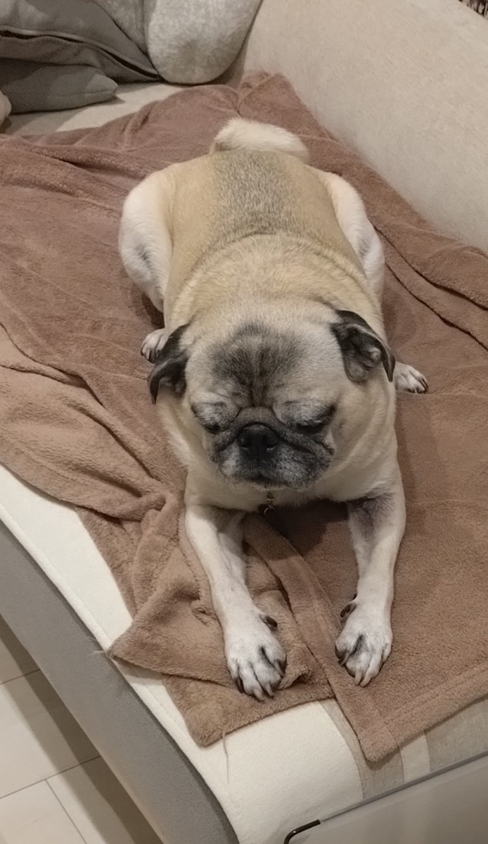 すばる@筋肉欲しい☆ (@AKIRA1778) / Posts / X