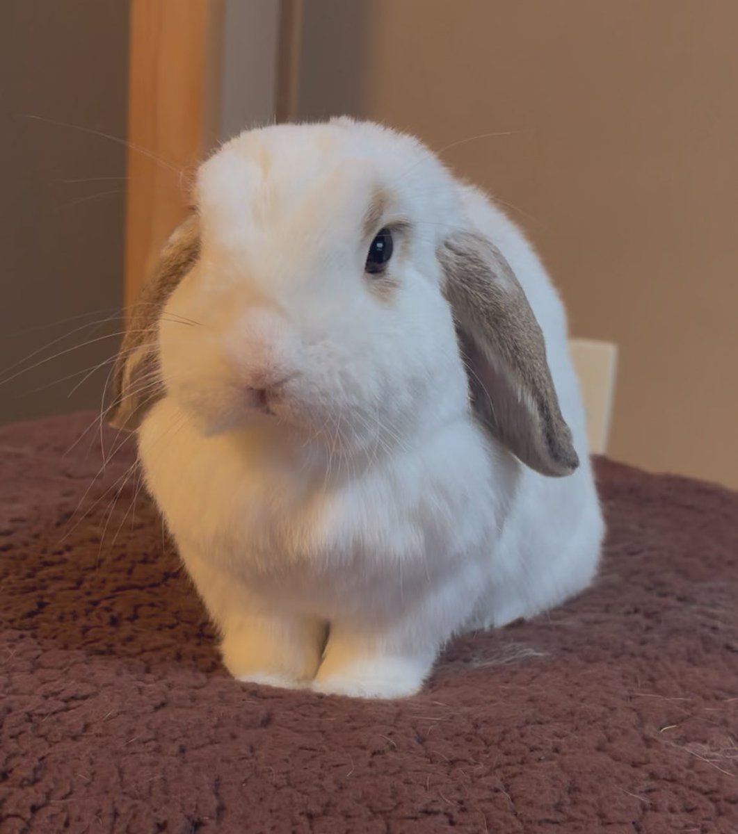 ssc193's tweet photo. こんばんは⭐️

#うさぎ
#うさぎのいる暮らし
#ホーランドロップ https://t.co/bjQUUhL0Fk