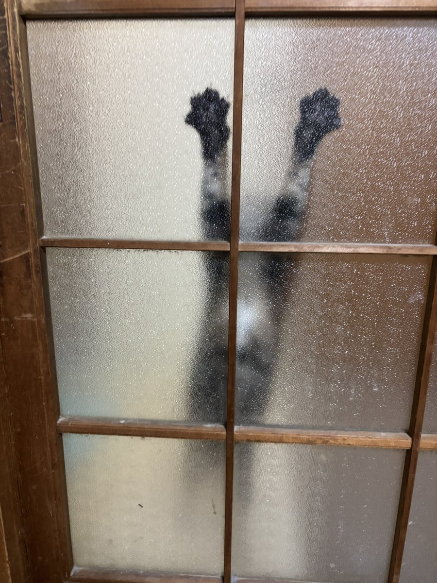 🐱＜部屋に入れてください‼️