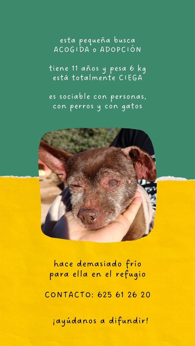 #VALENCIA
Se necesita con urgencia hogar de acogida o adopción para esta pequeñina de solo 6 Kg y 11 añitos totalmente #ciega.

En el refugio hace un frío terrible y con su condición la vida ahí es muy complicada. 

Es una muñeca muy buena. Cariñosísima con la gente y totalmente