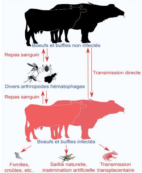 Pr. Jean-Marc Sabatier, chercheur au CNRS, docteur en biologie cellulaire et microbiologie, habilité à diriger des recherches en biochimie :

"La dermatose nodulaire contagieuse (DNC) des bovins est une maladie virale due à un Capripoxvirus, proche des virus de la variole (ovine