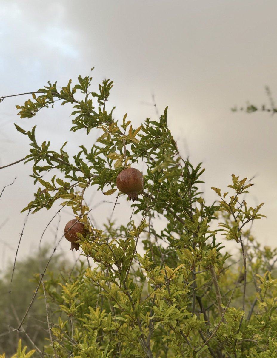 𝑴𝒂 tweet media