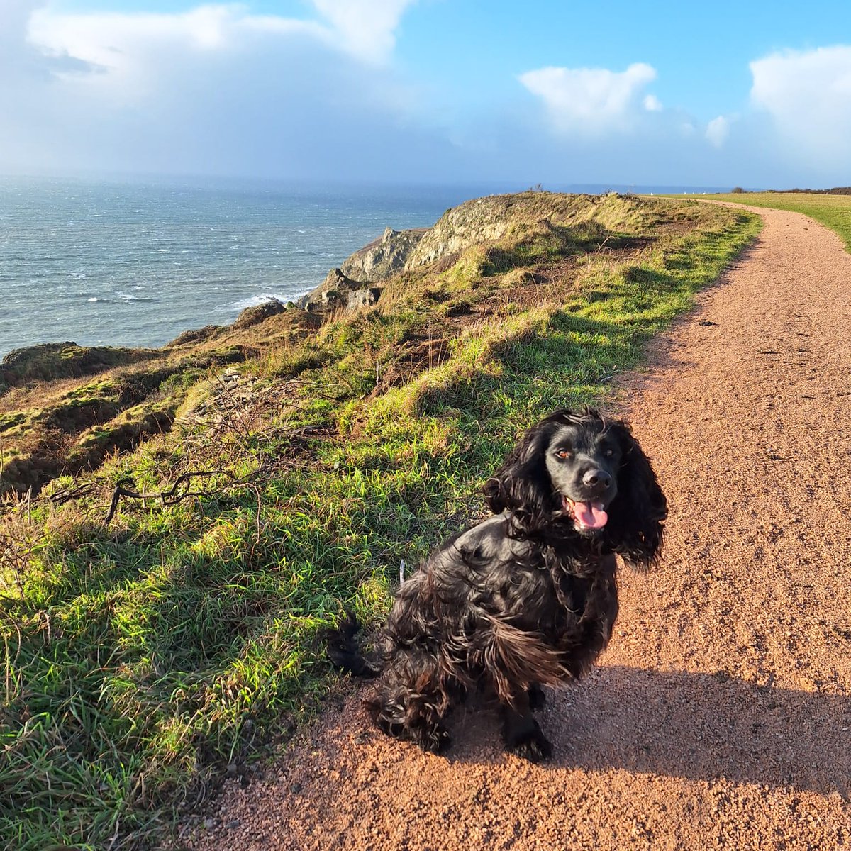 A little bit of sunshine goes a long way ☀️

Echo loved his blustery walk at Bolberry Down, and we can’t get enough of these views!  🌊🐶

#BolberryDown #Devon #Spaniel