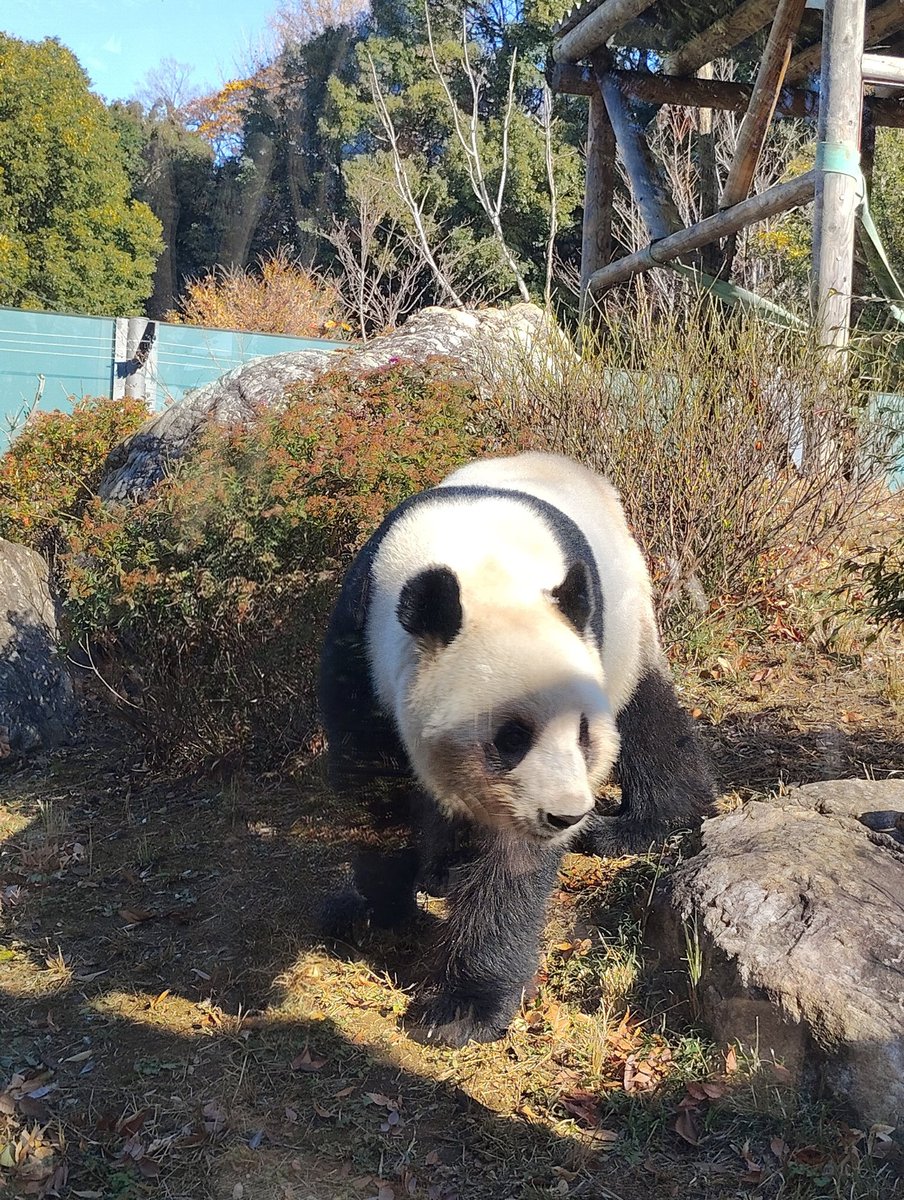 Biwa1103's tweet photo. 最後にパンダを見に行く。初めての上野動物園🐼
並んでる間は上の方に居たレイレイ。いちばん見える所で急にめっちゃ寄ってきてくれて、また戻ってった。
…ファンサ？🐼🐼 https://t.co/qF9Y36AvcG