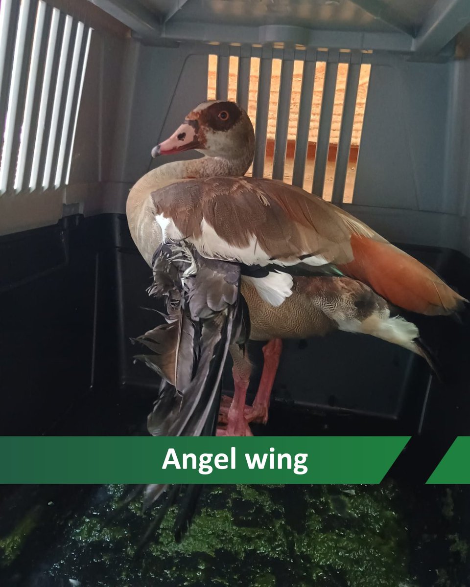 Deze gans heeft een verdraaide vleugel, angel wing genaamd. Dit wordt veroorzaakt door verkeerd voedsel (brood!) tijdens de groei. Deze keer was het te erg dat de gans moet worden ingeslapen...