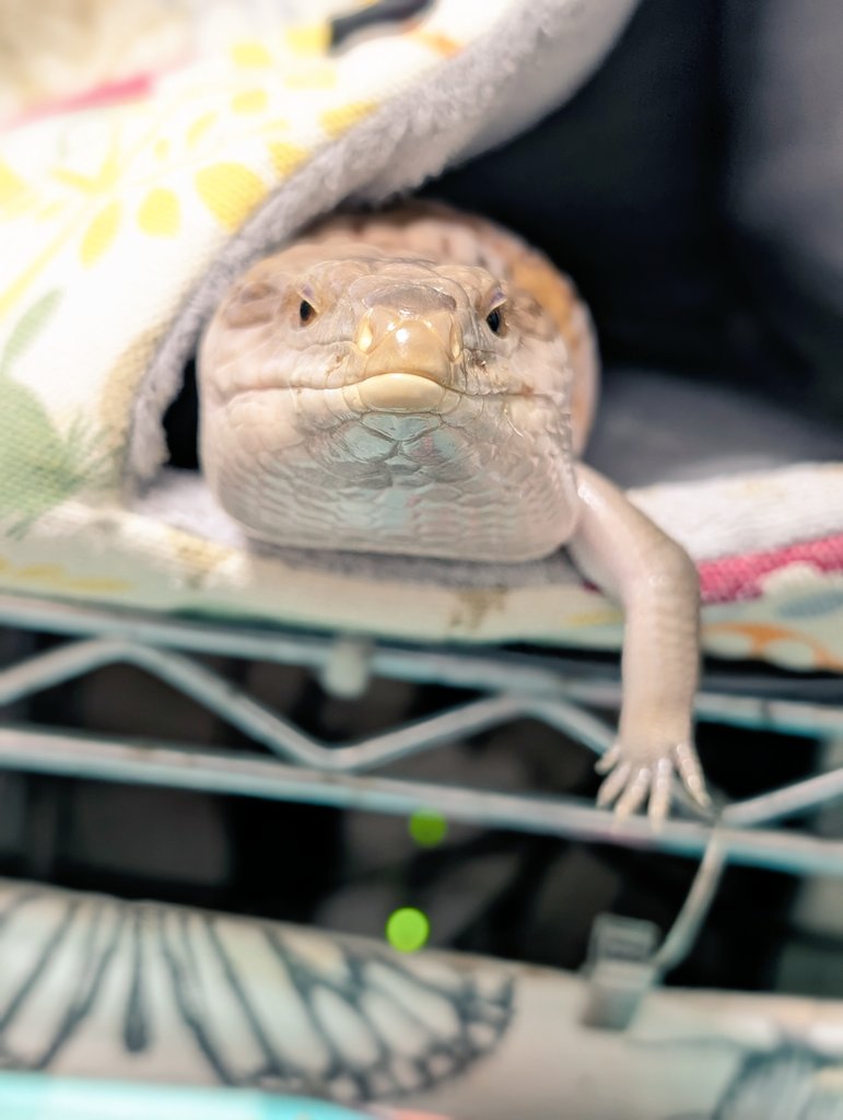 右クリック(2025年度キタアオジタ販売中) (@Migi_c) / Posts / X