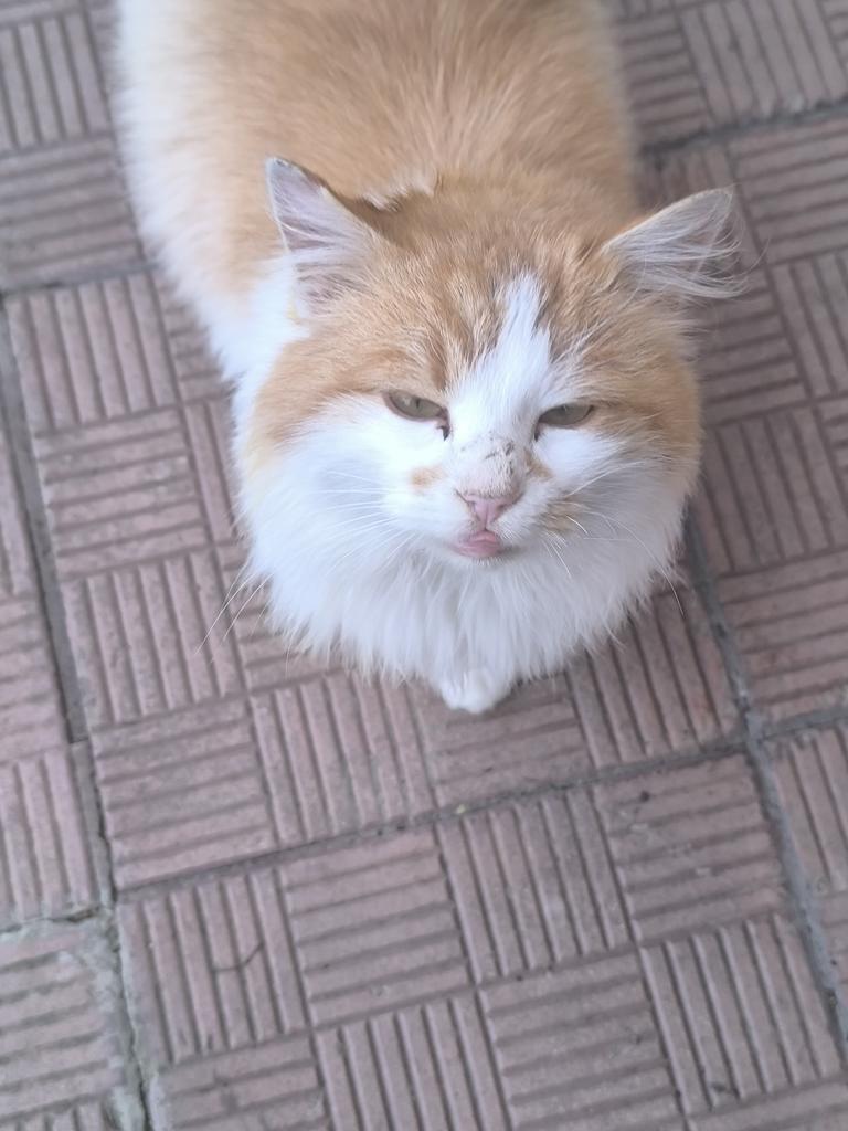 Пришло к моему дому. Домашний кот,  мальчик 1-1,5 года.  Совсем не умеет жить на улице, приучен к лотку.
Ищу ему хозяев