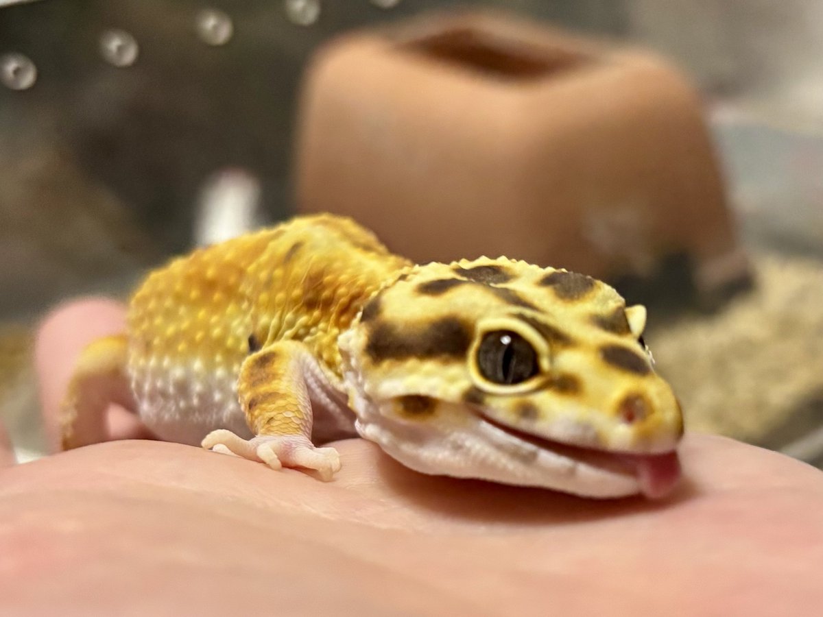 背骨障害のゾフィちゃん💕

ただただ可愛い😍
本当に可愛い(о´∀`о)

お迎えから数年、我が家に来てくれて本当に良かった✨
毎日、愛が強めの飼い主にしつこいほど愛でられるゆるい生活を送っていますw
君はそのままで良いのだよ٩( ᐛ )و

#レオパードゲッコー